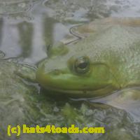 /home//u458753944/public_html/sourcegallery//Frogs/More bullfrogs/P7150854.JPG